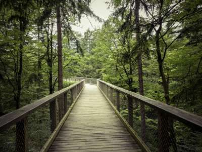 Baumwipfelpfad Bayerischer Wald